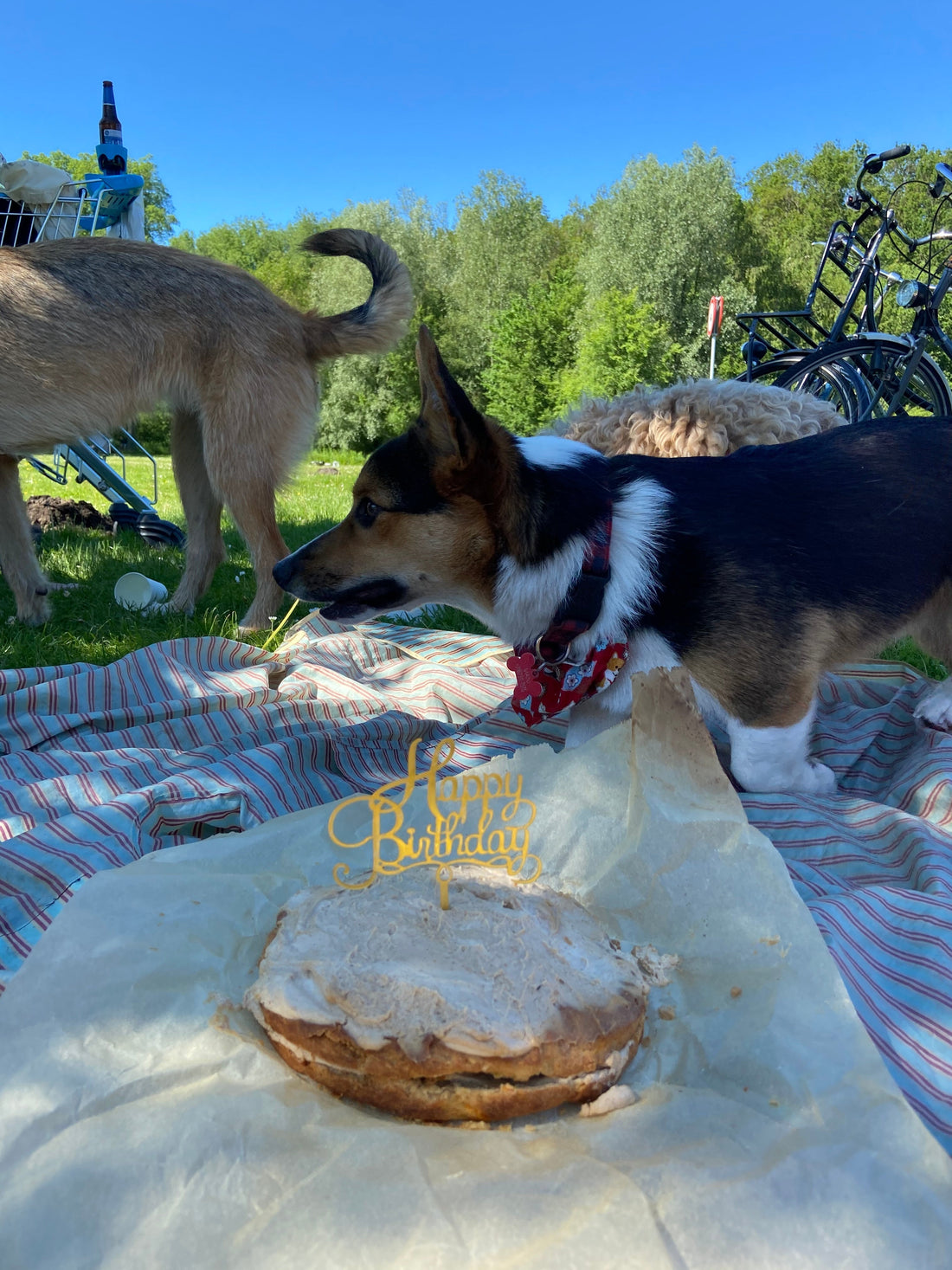Peanut butter yogurt dog cake