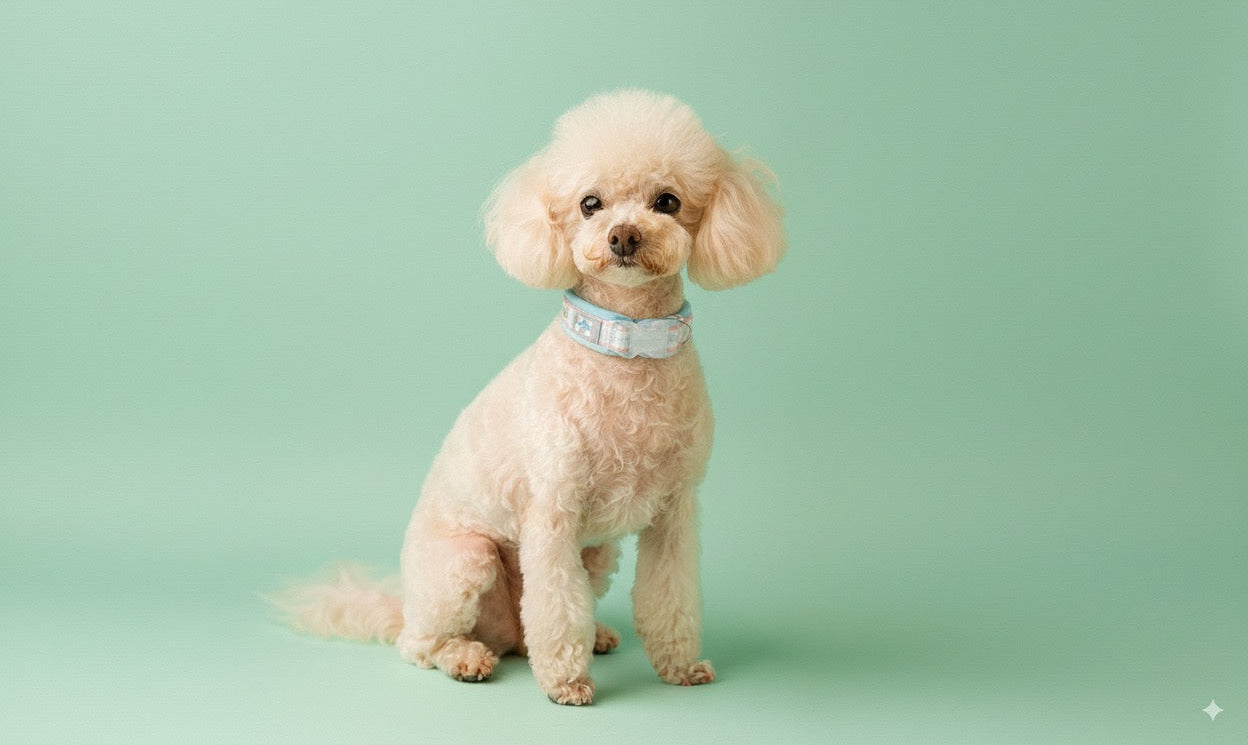 Dog modeling ocean breeze collar with mint background